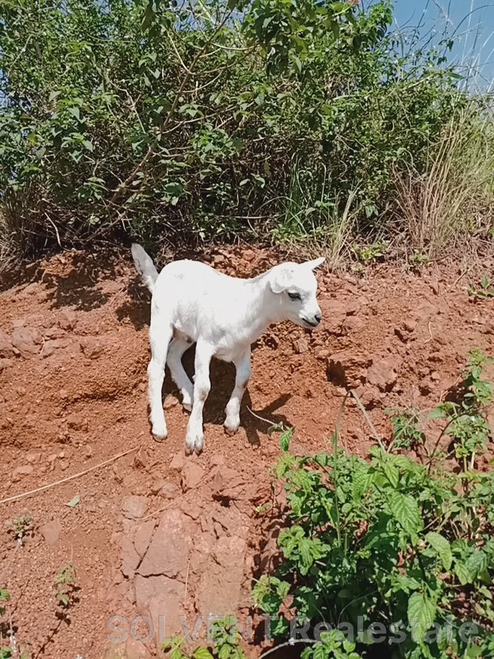 2 Acres of Land at Acholibur