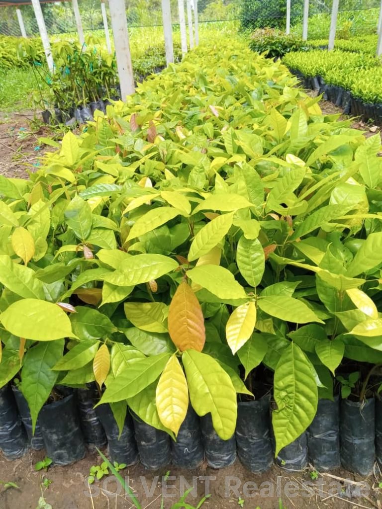 2 acres in Bundibugyo