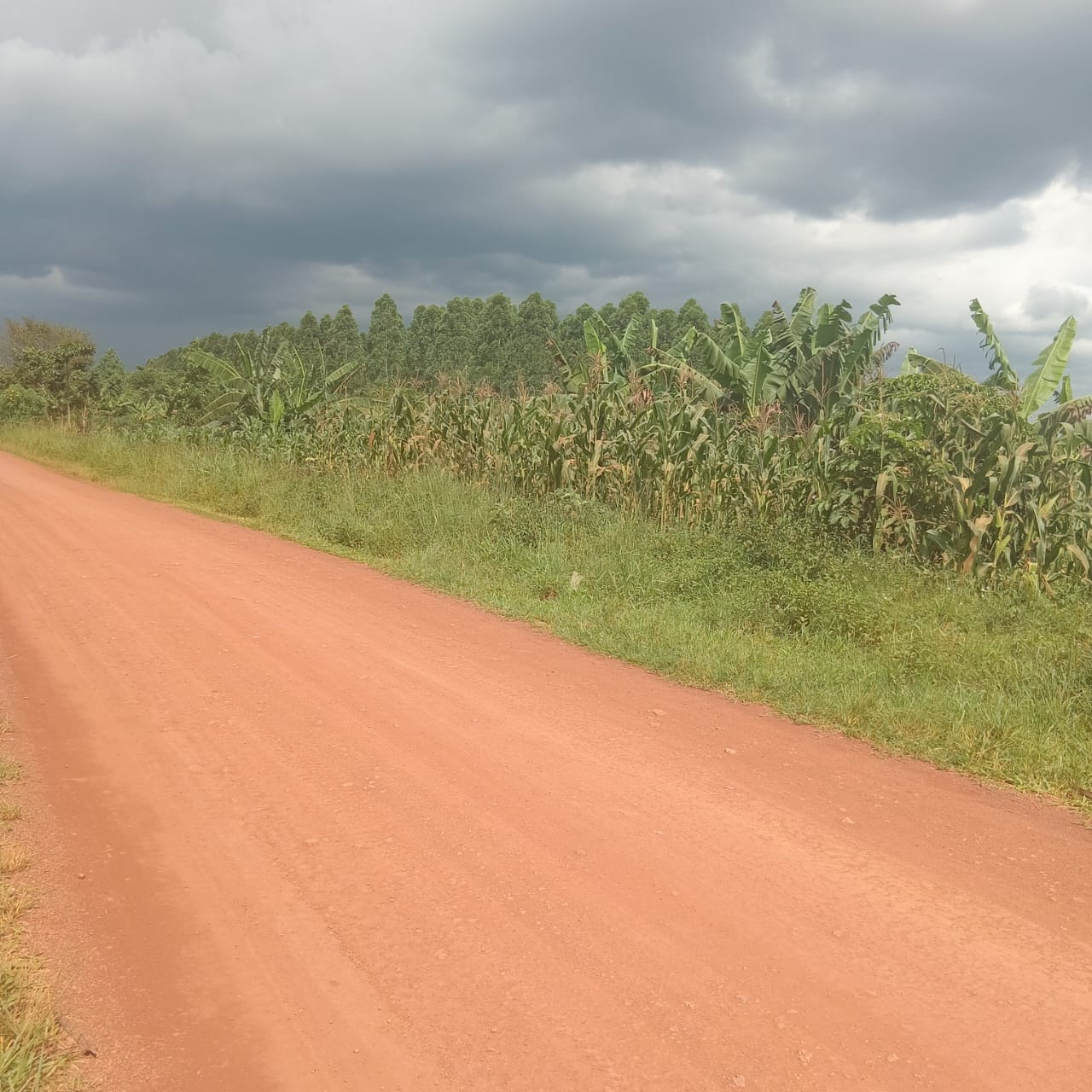 2 acre pf land at Kituuza Mukono